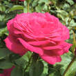 Rose 'Sexy Perfumella': Bild 2/3