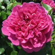 Rose 'Princess Anne': Bild 3/5