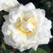 Rose 'La Perla': Bild 3/5