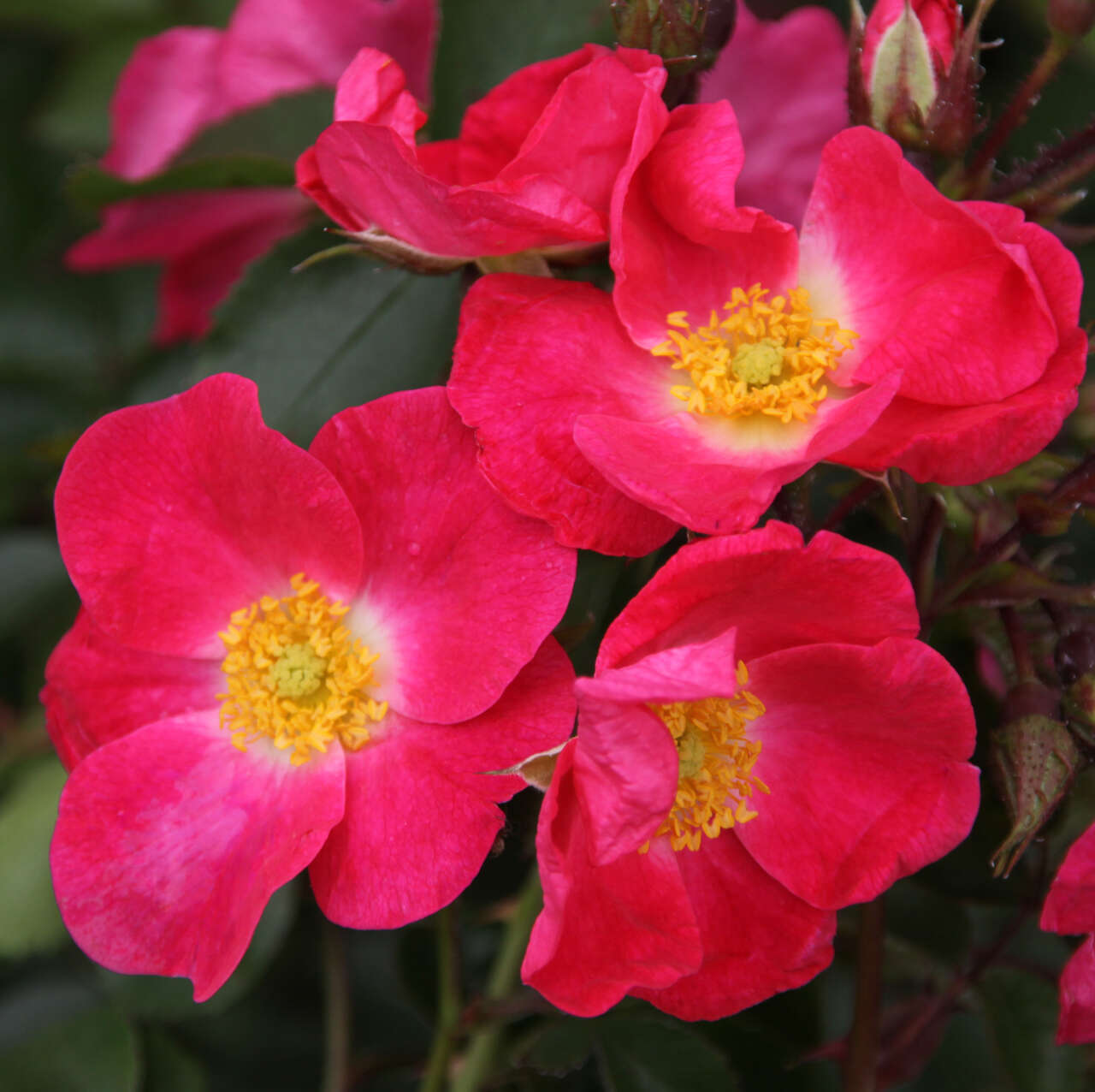 Moderne Strauchrose Rose 'AC William Booth' rot