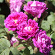 Rose 'William Lobb' (centifolia): Bild 6/6