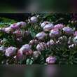 Rose 'Raubritter': Bild 7/7