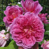 Rose 'Princess Anne' - Englische Strauchrose