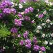 Rose 'Veilchenblau' (multiflora): Bild 9/11