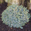 Picea glauca 'Echiniformis': Bild 1/4