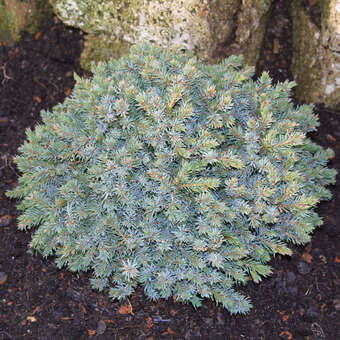Picea glauca 'Echiniformis'