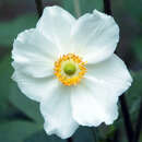 Anemone 'Honorine Jobert' - Herbstanemone