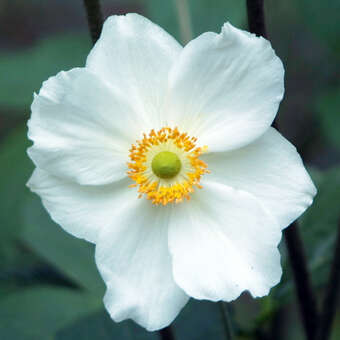 Anemone 'Honorine Jobert'