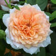 Rose 'Grace': Bild 4/4