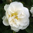 Rose 'Blanc Double deCoubert'(rug.): Bild 2/3