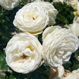 Rose 'Artemis' - Moderne Strauchrose