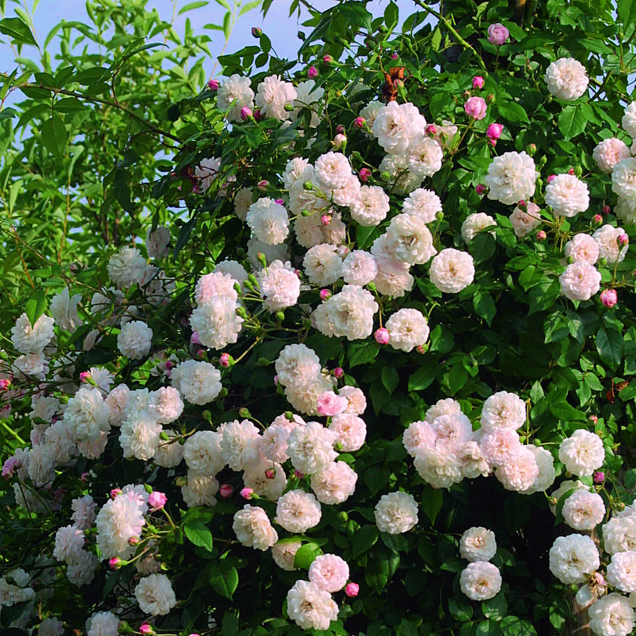 Ramblerrose Rose 'Felicite et Perpetue (semp.) weiß