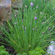 Allium schoenoprasum: Bild 1/4