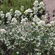 Centranthus ruber 'Albus': Bild 7/7