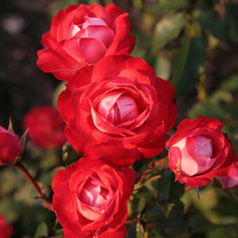 Rose 'Baden bei Wien'