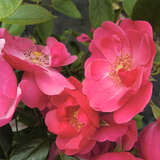 Rose 'Angela' - Moderne Strauchrose