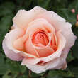 Rose 'East Park': Bild 2/4