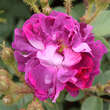 Rose 'William Lobb' (centifolia): Bild 5/6