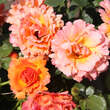 Rose 'Easy Does It': Bild 5/11