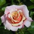 Rose 'Charming Rose': Bild 3/4