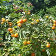 Rosa villosa: Bild 10/11