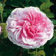 Rose 'Chapeau de Napoleon' (centif): Bild 2/3