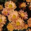 Chrysanthemum indicum 'Kleiner Bernstein': Bild 3/6