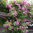 Rose 'Veilchenblau' (multiflora): Bild 7/11