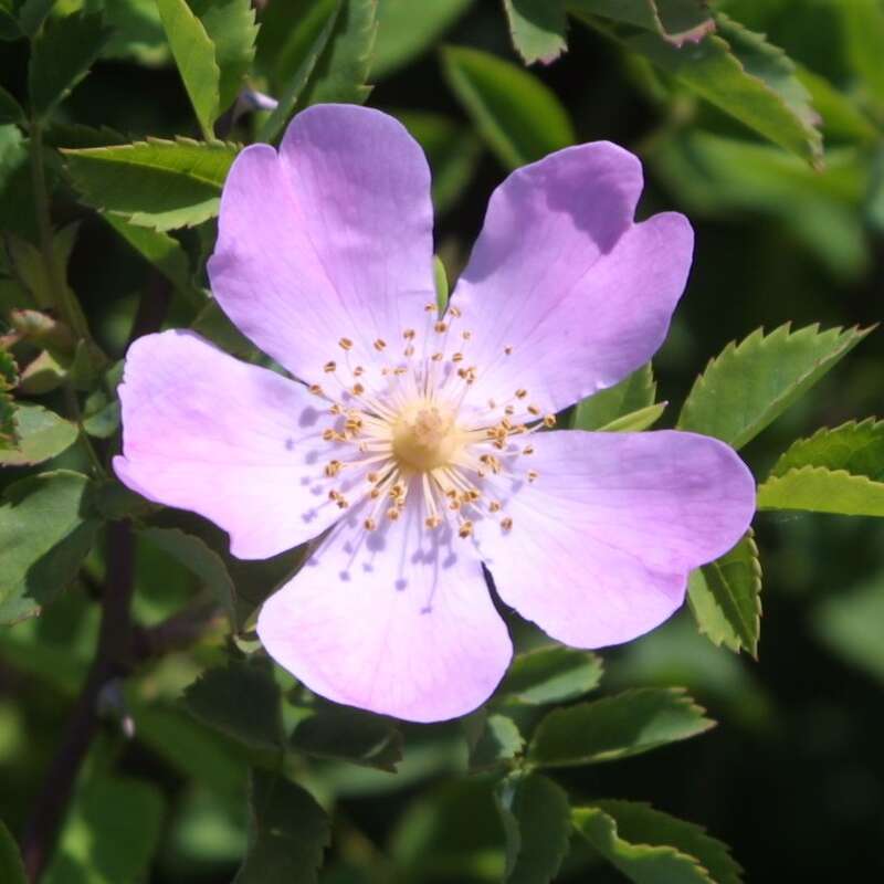 Buschrose Rosa Corymbifera Rosa