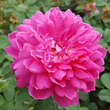 Rose 'Sophy's Rose': Bild 5/6