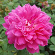 Rose 'Sophy's Rose': Bild 5/7