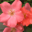 Rose 'Coral Meidiland': Bild 2/4