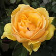 Rose 'Amber Queen': Bild 3/4