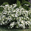 Rose 'Nevada' (moyesii): Bild 10/10