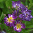 Rose 'Veilchenblau' (multiflora): Bild 6/11