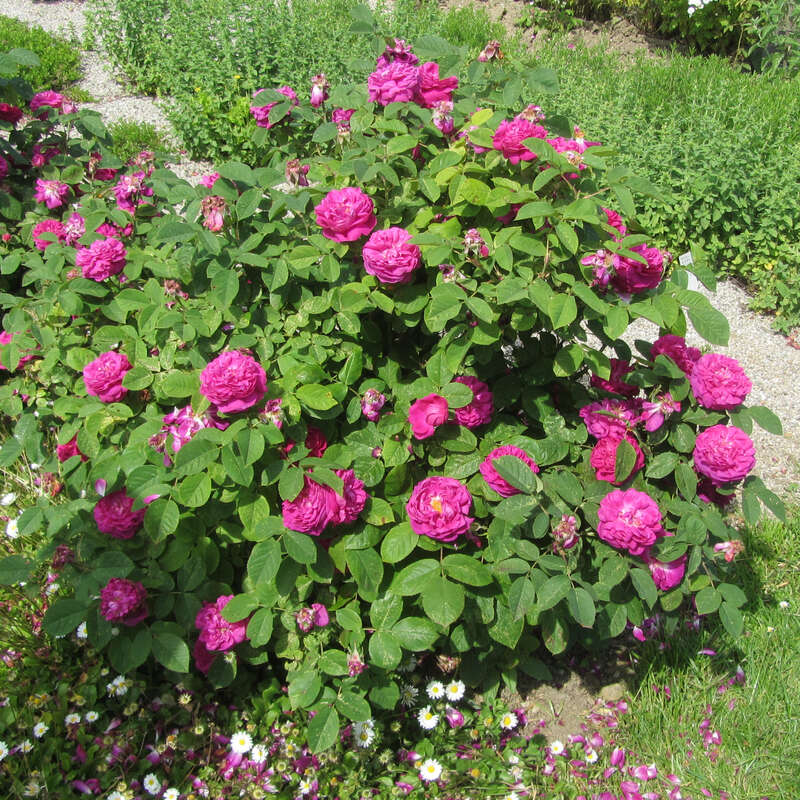 Historische Strauchrose Rose 'Rose de Resht' rosa
