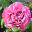 Rose 'Lavender Perfumella': Bild 5/5