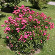 Rose 'Robin Hood' (Hybride): Bild 6/6