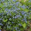 Brunnera macrophylla: Bild 1/5