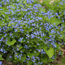 Brunnera macrophylla - Kaukasus-Vergissmeinnicht