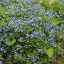 Brunnera macrophylla - Kaukasus-Vergissmeinnicht