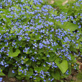 Brunnera macrophylla - Kaukasus-Vergissmeinnicht