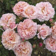 Rose 'Twiggy's Rose': Bild 7/7