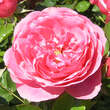 Rose 'Leonardo da Vinci: Bild 3/8