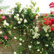 Rose 'Palais Royal': Bild 7/7