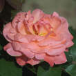 Rose 'Pink Panther': Bild 2/5