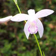 Bletilla striata 'Alba': Bild 1/2