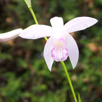 Bletilla striata 'Alba'