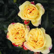 Rose 'Lampion': Bild 5/11
