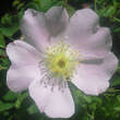 Rosa micrantha: Bild 2/4